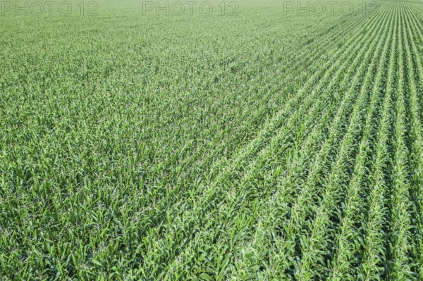 Green corn field, Corn field