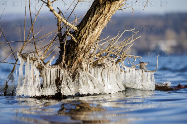 Tree with hanging icicles surrounded by the water of a lake, a winter wonder of nature, Niederzell, Reichenau, Lake Constance, Baden-Württemberg, Germany, Europe