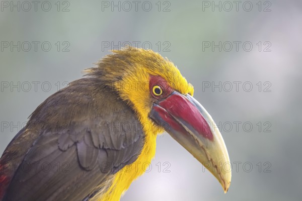 Portrait of a Saffron toucanet against defocused background, Serra da Mantiqueira, Atlantic Forest, Itatiaia, Brazil, South America