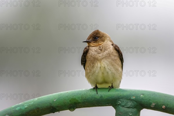 Close-up of a Brown-chested Martin perched on a green metal pipe against defocused gray background, Serra da Mantiqueira, Atlantic Forest, Itatiaia, Brazil, South America