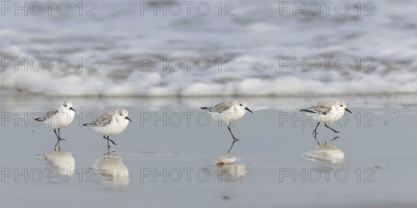 Sanderlings (Calidris alba) on the beach of Juist, East Frisian Islands, Germany, Europe