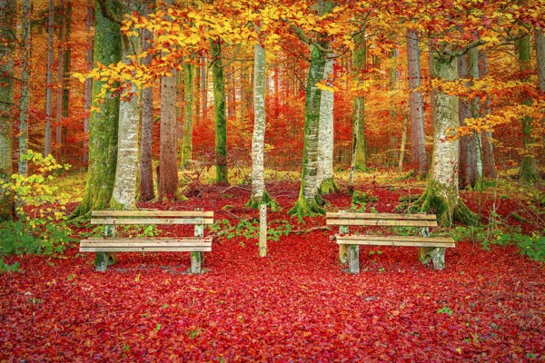 Beautiful fall landscape with a perfect place to relax, two wooden benches surrounded by the autumn decor, fallen leaves and colorful trees