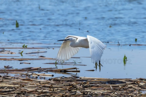 Little Egret in Flight (Egretta garzetta) Small White Heron