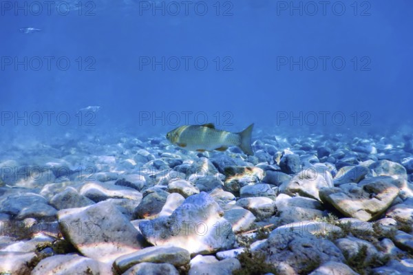 Roach fish in natural habitat, Freshwater fish underwater