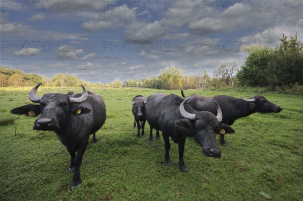 A small herd of water buffalo (Bubalus arnee) stands in a meadow in a wetland, landscape conservation, nature conservation, Burghausen, Upper Bavaria, Bavaria, Germany, Europe