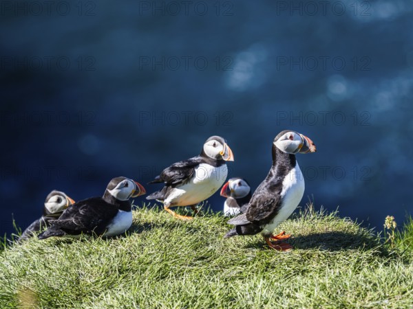 Puffin (Fratercula arctica) on a cliff on the Westman Islands, Iceland, Europe