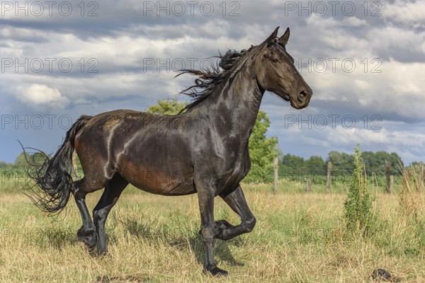 Large black horse in a spring pasture. Alsace, France, Europe