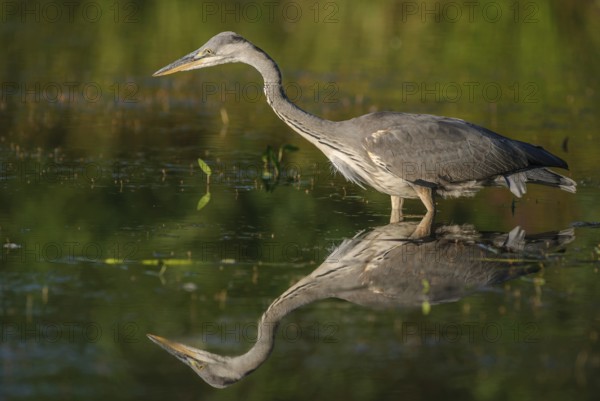 Gray heron (Ardea cinerea) fishing in pond. Alsace, France, Europe