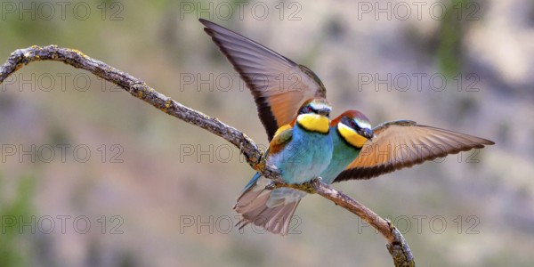 Bee-eater, Merops apiaster, Mediterranean Forest, Castilla y Leon, Spain, Europe