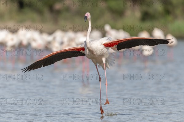 Flamingo (Phoenicopterus roseus) in a pond of a natural reserve. Saintes Maries de la Mer, Parc naturel regional de Camargue, Arles, Provence Alpes Cote d'Azur, France, Europe