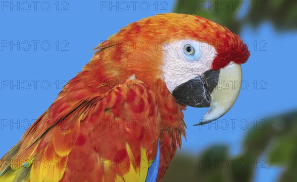 Close up Portrait of the Macaw Parrot Varna