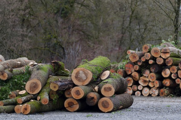 Stacked logs in a storage yard after helicopter transport from a difficult-to-access ravine forest, helicopter, ash dieback, tree disease, disease, ash tree, tree, fungus (Hymenoscyphus pseudoalbidus), fungal infection, fungal disease, road safety obligation, accident risk, accident risk, ash cloud, tree felling work, logging work, Schwäbisch Hall, Germany, Europe