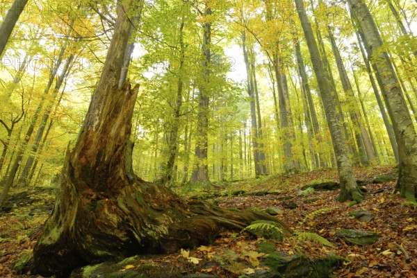 Beech forest in autumn, beech forest in fall