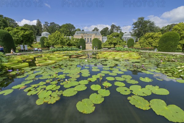 Water lily pond, behind the Moorish country house with greenhouses, Wilhelma, Zoological-Botanical Garden, Stuttgart, Baden-Württemberg, Germany, Europe