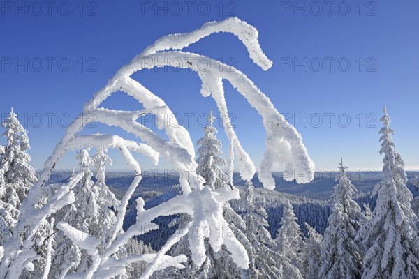 Winter landscape, fir trees, with hoarfrost, Hornisgrinde, Central Black Forest nature park Park, Ortenaukreis, Northern Black Forest, Baden-Württemberg, Germany, Europe