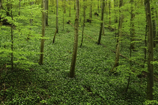 Bear's garlic in the deciduous forest at the foot of the Swabian Alb, bear's garlic in the deciduous forest