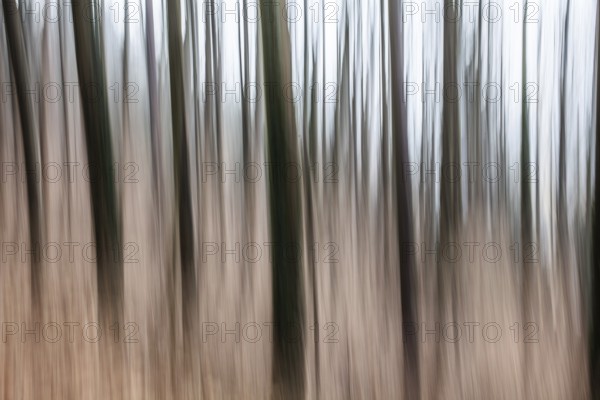 Trees in the forest, blur effect, Leoben, Styria, Austria, Europe