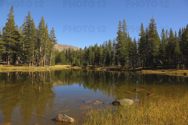 A quiet lake, surrounded by woods, in the mountains of Yosemite Park. Early autumn morning