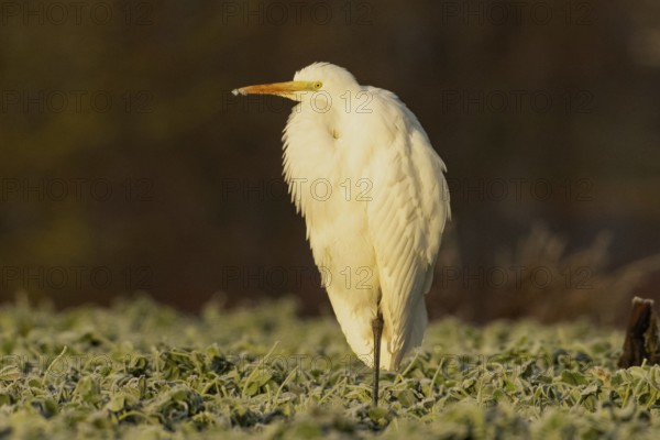 Great Egret standing in a green meadow, looking left in the morning light