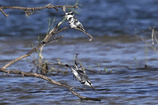 Grey Kingfisher (Ceryle rudis) with prey fish in its beak, Okavango, Bwabwate National Park, Caprivi, Zambezi region Namibia