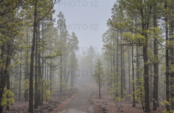 Pine forest north-east of Vilaflor on the PR-TF 72 hiking trail to the Paisaje Lunar lunar landscape, Tenerife, Spain, Europe