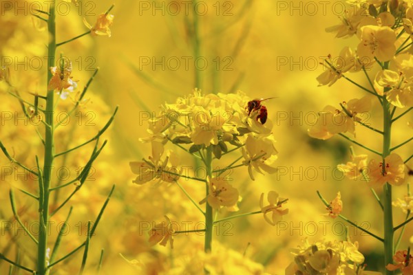 Rape flowers and bees. Shooting Location: Tokyo metropolitan area