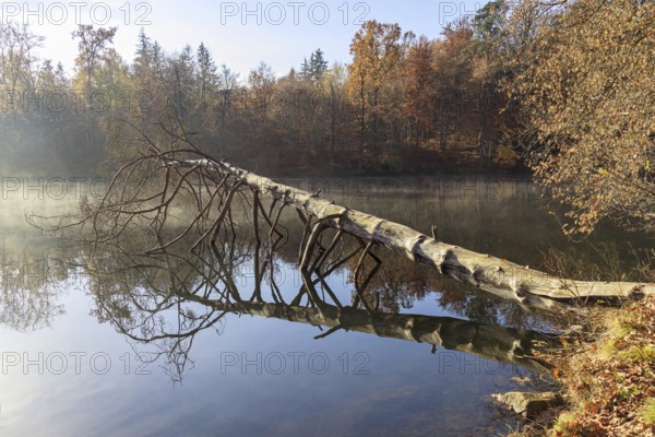 Morning atmosphere at the lake, tree lying over the water, landscape painting