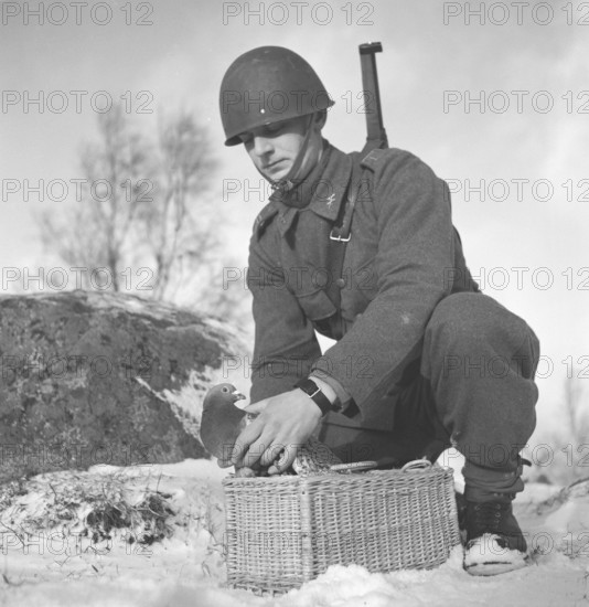 Swedish army during WW2. A soldier is seen holding a pigeon in his hands. War pigeons were used by the swedish military during World War II. The pigeons carried messages from one place to another often a piece of paper in a small metal container attached to it's leg. Homing pigeons were handled and trained by a special unit of swedish military. Homing pigeons played a vital part in the invasion of Normandy as radios could not be used for fear of vital information being intercepted by the enemy. Sweden december 1940. Kristoffersson ref 184-19