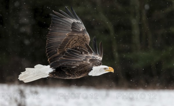A North American bald eagle (Haliaeetus leucocephalus) at a bird of prey nature reserve