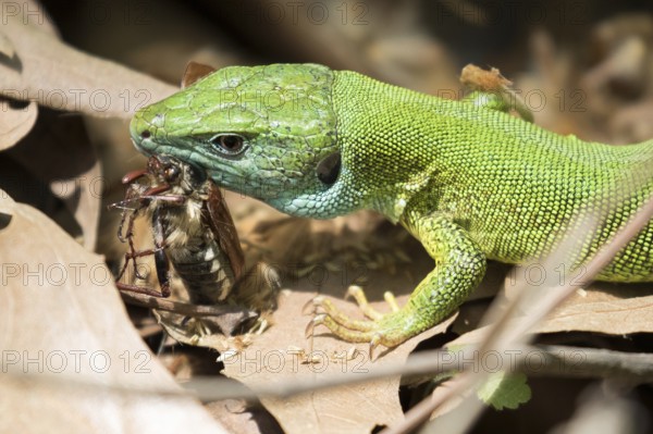 European green lizard eats a cockchafer