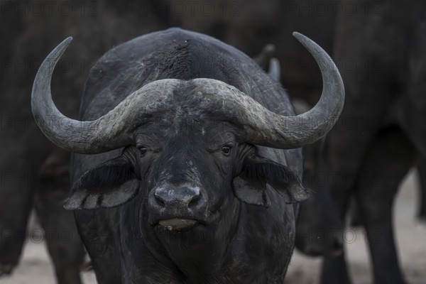 African buffalo (Syncerus caffer), Madikwe Game Reserve, North West Province, South Africa, RSA, Africa