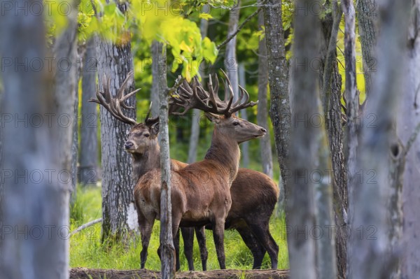 European red deer (Cervus elaphus) in rut, it is fourth the largest deer species