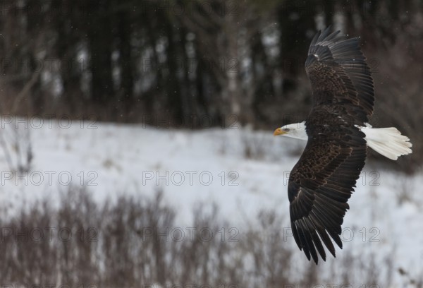 A North American bald eagle (Haliaeetus leucocephalus) at a bird of prey nature reserve