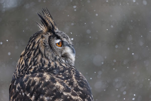 A captive Eurasian eagle owl (Bubo Bubo) at bird of prey nature reserve in winter with snow on the ground an gently falling