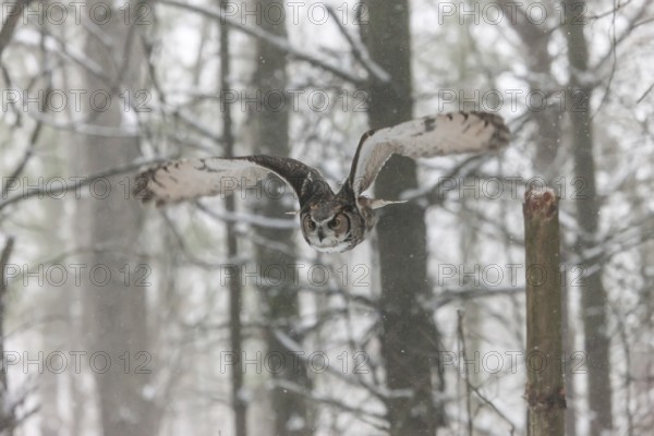 A captive great horned owl (Bubo virginianus) also known as a tiger owl at a bird of prey sanctuary in winter