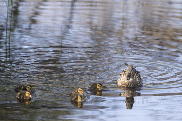 Mother duck with ducklings swimming in the water