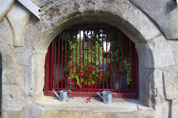 Red barred glimpse at a garden
