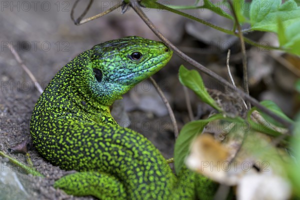 Western green lizard (Lacerta bilineata) of a bright green and blue lizard between plants and soil, Vogtsburg am Kaiserstuhl, Baden-Württemberg, Germany, Europe