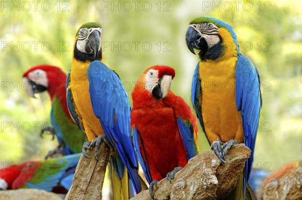 Birds, Scarlet Macaws and Blue and Gold Macaws sitting on branch of tree Safari world Bangkok, Thailand, South East Asia, Asia