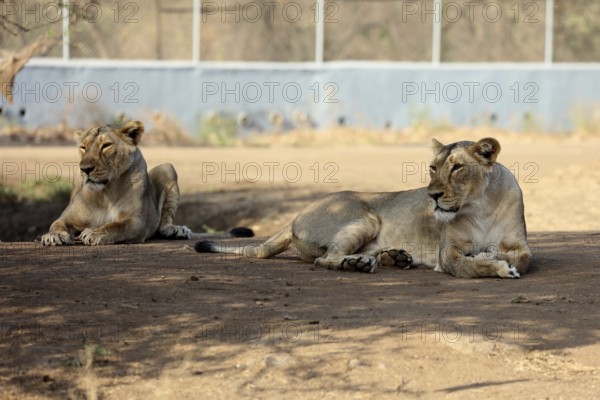 Lioness sasan gir Gujarat India Asia
