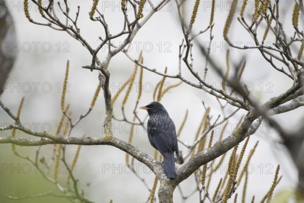 Blue Whistling Thrush, Kedarnath Wildlife Sanctuary, Uttarakhand, India, Asia
