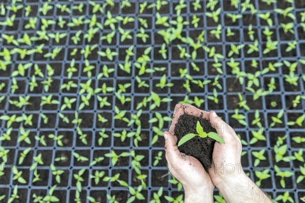 Hand holding green seedling