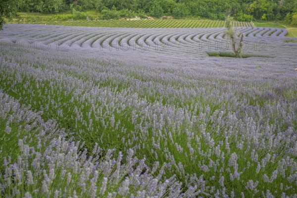 Beautiful summer evening in a lavender field. Large blue lavender bushes blooming in a cultivation area. Landscape shot under a cloudy sky at Lake Balaton, Hungary, Europe