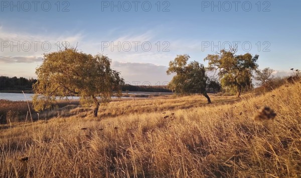 Willow trees near the lake with the golden reed lit by the warm autumn sunset
