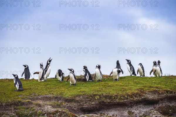 Magellanic penguins (Sphreniscus magellanicus), group in the field, Volunteer Point, Falkland Islands, Great Britain, South Atlantic, South America