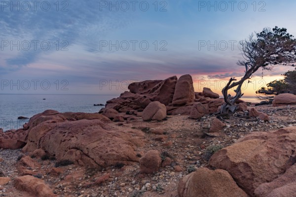 Coastal landscape with bizarre, red rocks and weathered, gnarled trees at sunset over the sea, Spiaggia di Cala E'Luas, Ogliastra, Sardinia, Italy, Europe