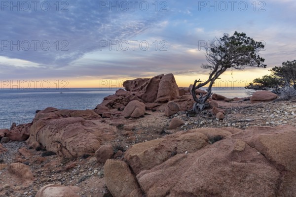 Coastal landscape with bizarre, red rocks and weathered, gnarled trees at sunset over the sea, Spiaggia di Cala E'Luas, Ogliastra, Sardinia, Italy, Europe