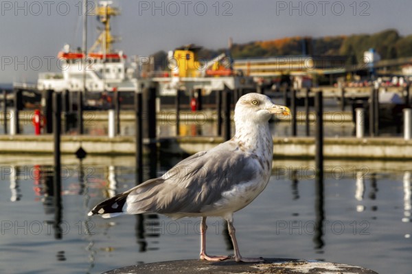 Impressions Rügen Sassnitz region