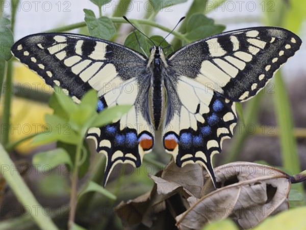 Swallowtail, Papilio machaon