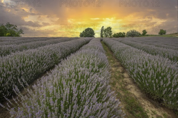 Beautiful summer evening in a lavender field. Large blue lavender bushes blooming in a cultivation area. Landscape shot at sunset at Lake Balaton, Hungary, Europe